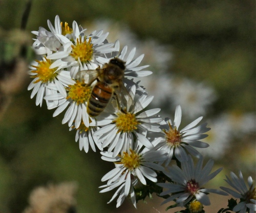 Honeybee on Wildflower