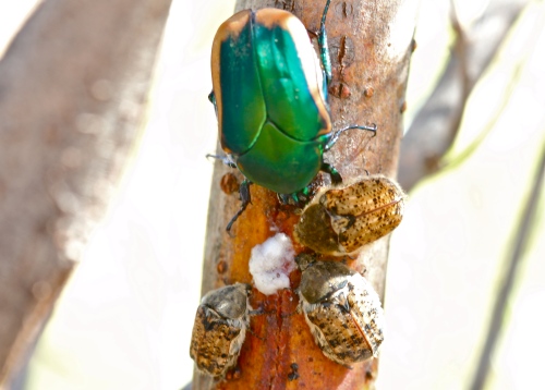 Figeather Beetle and Smaller Beetles Eating Tree Sap