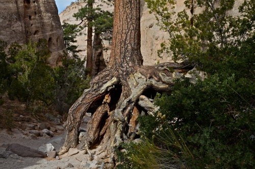 Close view of tree roots showing water erosion from periodic flooding through the canyon.