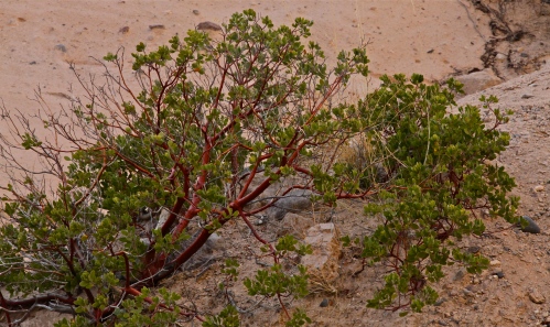 Manzanita shrub, a closer view. 