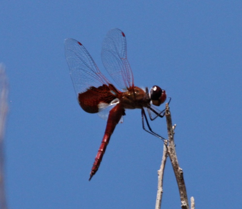 Red Saddlebags Dragonfly - Tramea onusta