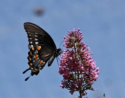 Spicebrush Swallowtail (Papilio troilus)