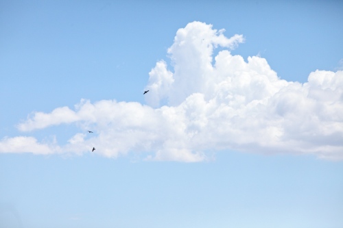 Common Ravens flying overhead.