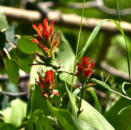 Indian Paintbrush (Scrophulariaceae Castilleja)