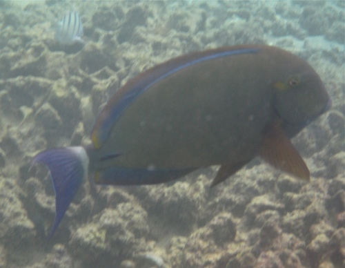 Orangespine Surgeonfish, Koloa, Kauai