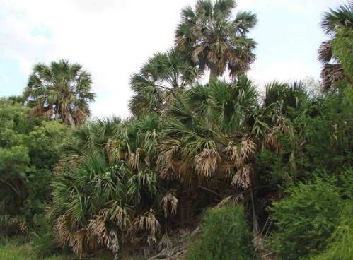 Sabal Palm Audubon Refuge